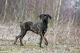 CANE CORSO 783